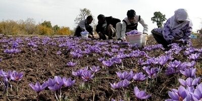 ۱۵درصد از مجموع مزارع زعفران گناباد تحت پوشش بیمه‌ای قرار دارند