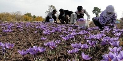 افزایش ۲۰ درصدی تولید زعفران