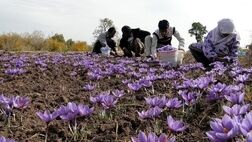 فروش و نرخ زعفران در بورس بیمه می شود