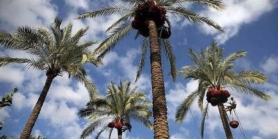 خسارت 100 درصدی نخلستان ها توسط بیمه پرداخت می‌شود