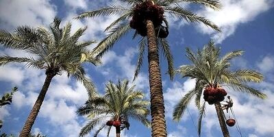 خسارت 100 درصدی نخلستان ها توسط بیمه پرداخت می‌شود