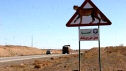 ۱۰ نکته درباره چالش‌های حیات وحش با تخریب زیستگاه‌ها
