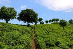 قیمت خرید تضمینی برگ سبز چای اعلام شد