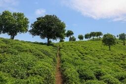 قیمت خرید تضمینی برگ سبز چای اعلام شد