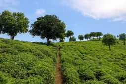 قیمت خرید تضمینی برگ سبز چای اعلام شد