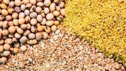 نهاده‌های مورد نیاز ۶ ماه نخست سال تامین است