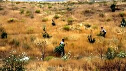 بخشی از مراتع بروجرد تحت پوشش خدمات بیمه‎‎ای قرار گرفت