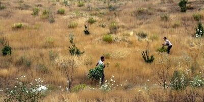 بخشی از مراتع بروجرد تحت پوشش خدمات بیمه‎‎ای قرار گرفت