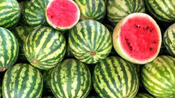 تولید هندوانه زمستان به ۲۴۴ هزار تن می رسد