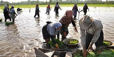 تامین اجتماعی برای پوشش بیمه‌ای زارعین مازندرانی سخت‌گیری می‌کند