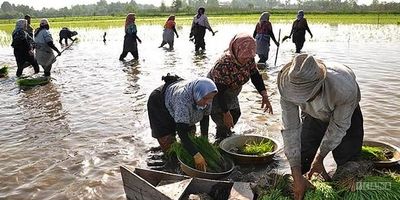 دندان و عینک مشمول خدمات تامین اجتماعی می‌شود