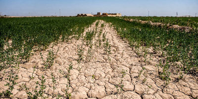 خسارات خشکسالی به نخیلات خوزستان به‌زودی پرداخت می‌شود
