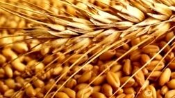 ۸۲ کشور دنیا دچار مشکل تأمین غذا شدند