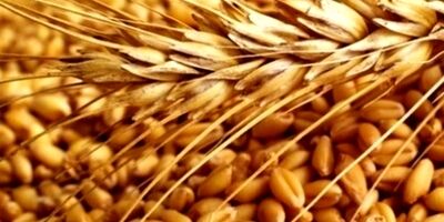 ۸۲ کشور دنیا دچار مشکل تأمین غذا شدند