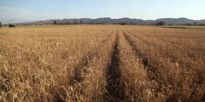 نرخ منطقی خرید تضمینی گندم برای سال زراعی جدید حداقل ۳۰ هزارتومان