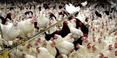 کاهش قیمت مرغ تا مرز ۵۰ هزار تومان