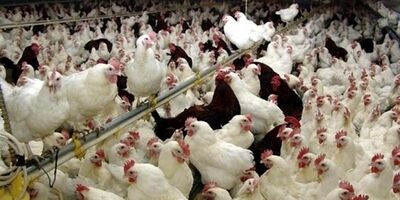 کاهش قیمت مرغ تا مرز ۵۰ هزار تومان