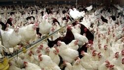 کاهش قیمت مرغ تا مرز ۵۰ هزار تومان