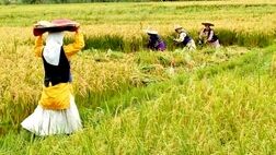 چه کسانی  در صندوق بیمه اجتماعی روستاییان بیمه می شوند؟
