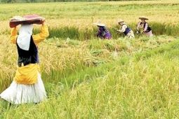 چه کسانی  در صندوق بیمه اجتماعی روستاییان بیمه می شوند؟
