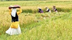 چه کسانی  در صندوق بیمه اجتماعی روستاییان بیمه می شوند؟
