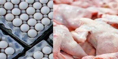 تخم مرغ ۳۰ درصد زیر قیمت مصوب عرضه می‌شود