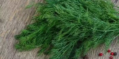 خواص «شوید» از دیدگاه طب سنتی
