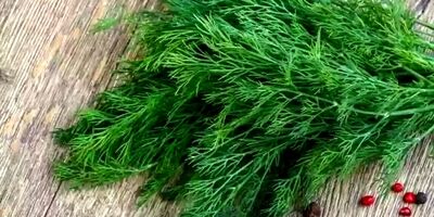 خواص «شوید» از دیدگاه طب سنتی
