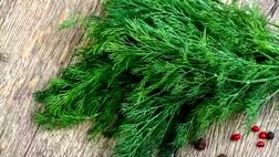 خواص «شوید» از دیدگاه طب سنتی

