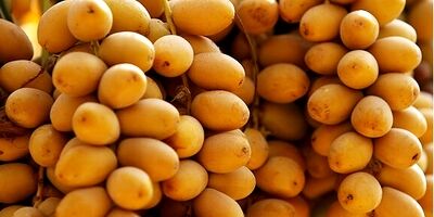 ۴۵۰۰ تن رطب و خارک از نخیلات کارون برداشت می‌شود