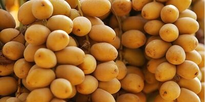 ۴۵۰۰ تن رطب و خارک از نخیلات کارون برداشت می‌شود