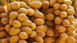 ۴۵۰۰ تن رطب و خارک از نخیلات کارون برداشت می‌شود