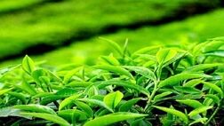 خرید تضمینی برگ سبز چای به ۵۲ هزار تن رسید
