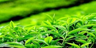 خرید تضمینی برگ سبز چای به ۵۲ هزار تن رسید
