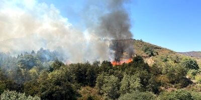 ۷ هزارهکتار از مراتع و جنگل‌ها دچار حریق شد

