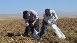 بیمه خسارت ۱۸میلیارد ریال کشاورزان تیران و کرون را پرداخت کرد