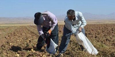 ۱۵ هزار میلیارد ریال برای تقویت صندوق بیمه محصولات کشاورزی اختصاص یافت