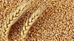 افزایش 10 دلاری قیمت گندم در بازارهای جهانی