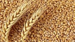 واردات گندم ۳ میلیون تن کاهش یافت