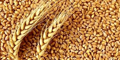واردات گندم ۳ میلیون تن کاهش یافت
