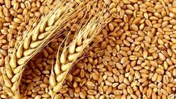 بیش از ۲۶۵ هزار میلیارد ریال پول خرید تضمینی گندمکاران واریز شد
