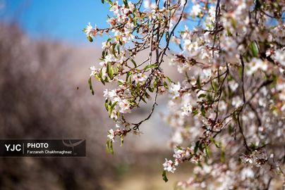 شکوفه‌های زیبای بهاری روستای مهارلو (16)