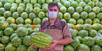 قیمت انواع میوه در میادین میوه و تره بار ۳۷ درصد ارزان‌تر است