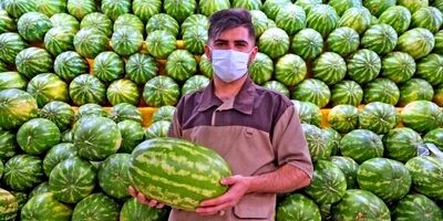 قیمت انواع میوه در میادین میوه و تره بار ۳۷ درصد ارزان‌تر است