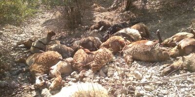 شرکت بیمه نسبت به سقوط دام از ارتفاع هیچگونه پرداختی نداشته است