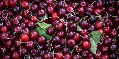 دیابتی‌ها می‌توانند گیلاس بخورند؟