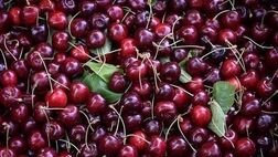 دیابتی‌ها می‌توانند گیلاس بخورند؟