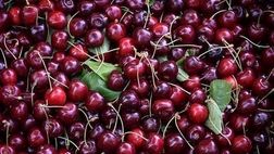 دیابتی‌ها می‌توانند گیلاس بخورند؟