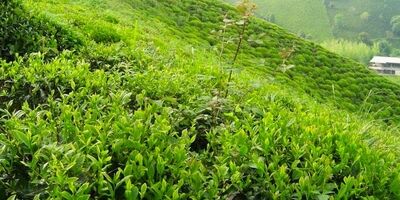 تنظیم بازار چای به بخش خصوصی واگذار شد
