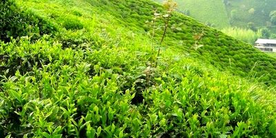 تنظیم بازار چای به بخش خصوصی واگذار شد